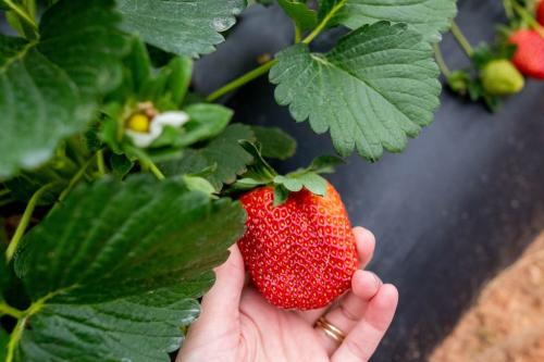 Strawberry Picking