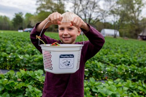 Strawberry Picking