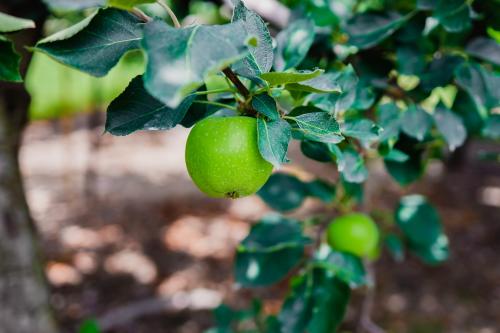 Windy Hill Apple