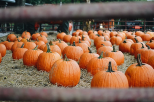 A patch of perfect pumkins
