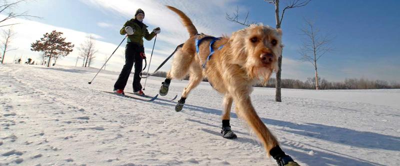 A man on cross country skis connected to a dog on a leash