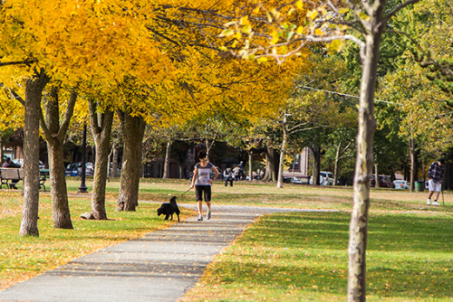 Fall Header