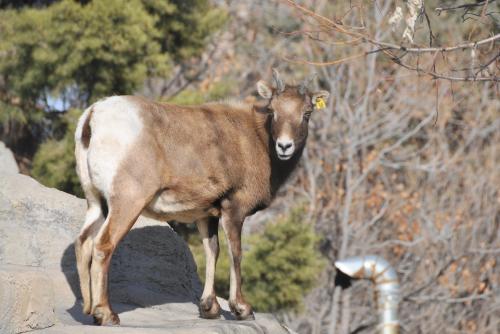 Bighorn sheep at Denver Zoo