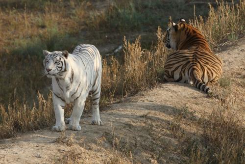 Wild Animal Sanctuary Looks Back on 'Tiger King' Rescues | VISIT DENVER Blog