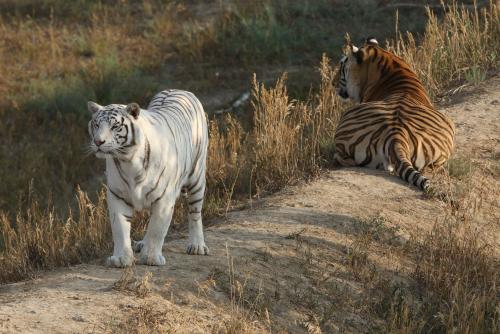 Tiger cub rescued in New Mexico finds new home in Colorado