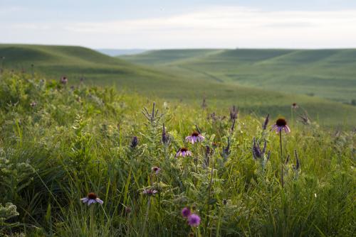 Konza Prairie