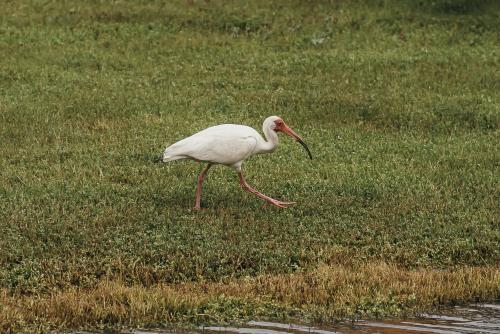 A white bird with a long orange beak wades