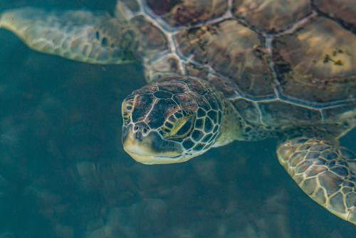 Turtle close to surface of the water