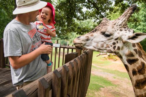 Request Information NC Zoo Giraffe Feeding