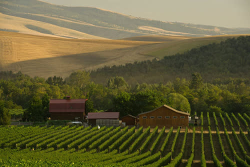 vineyard in Walla Walla