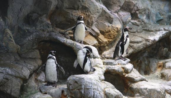 Aquarium of Niagara Aquarium of Niagara