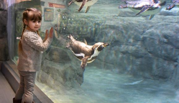Aquarium of Niagara Image Aquarium of Niagara Image