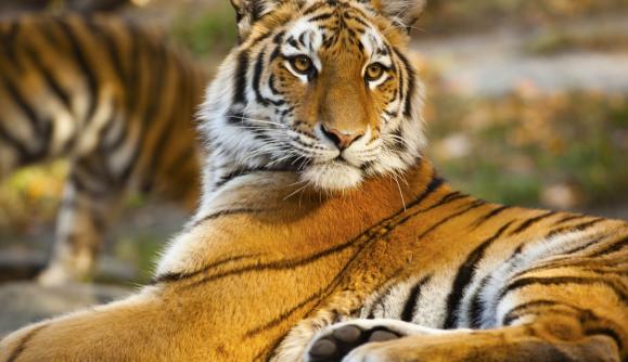 Tiger at Bronx Zoo; Photo by Marley White - Courtesy of NYC & CO Tiger at Bronx Zoo; Photo by Marley White - Courtesy of NYC & CO