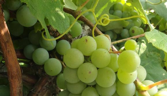 Cayuga Lake Wine Trail Romulus NY