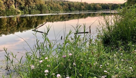 Lakeside wildflowers Lakeside wildflowers