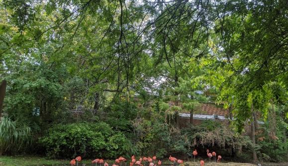 Flamingos at the Bronx Zoo Flamingos at the Bronx Zoo