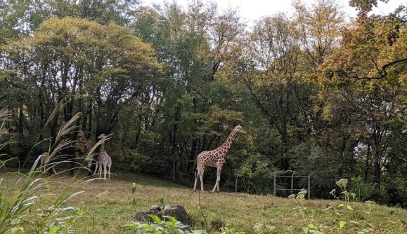Giraffes at the Bronx Zoo Giraffes at the Bronx Zoo