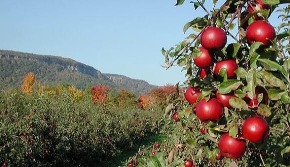 Indian Ladder Farms Indian Ladder Farms