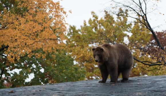 Grizzly & Brown Bear in Fall by Julie Larsen Maher ©WCS Grizzly & Brown Bear in Fall by Julie Larsen Maher ©WCS