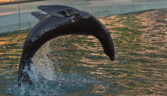 Sea lion swims free of enclosure at Central Park Zoo thanks to flood water  – NBC New York