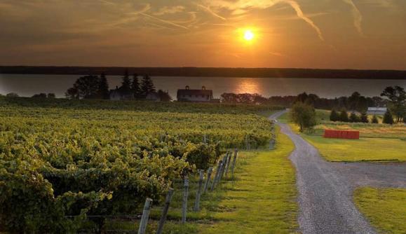 Fox Run Vineyards | Penn Yan, NY 14527