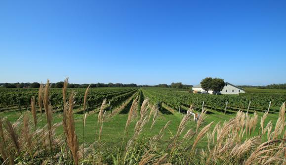 Bedell Cellars vineyard Bedell Cellars vineyard