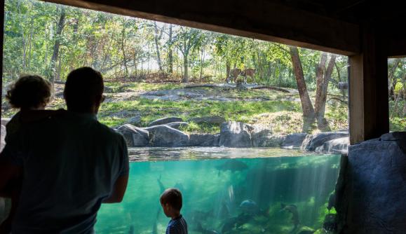 Family watching exhibit at Bronx Zoo; Photo by Christopher Postlewaite Family watching exhibit at Bronx Zoo; Photo by Christopher Postlewaite