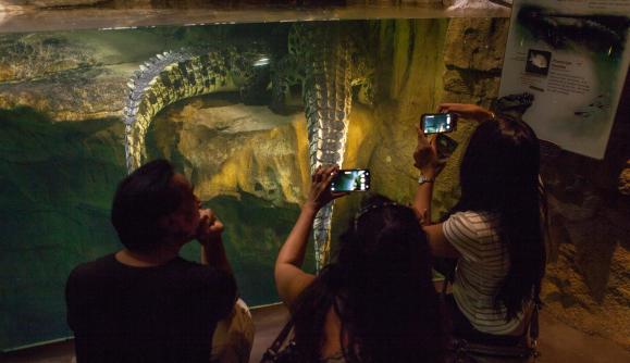 People photographing crocodile tails People photographing crocodile tails