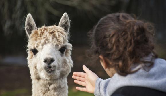 【木村武朗】HOUSTON 100%ALPACA BOA 木村武朗様専用】HOUSTON 100%ALPACA BOA