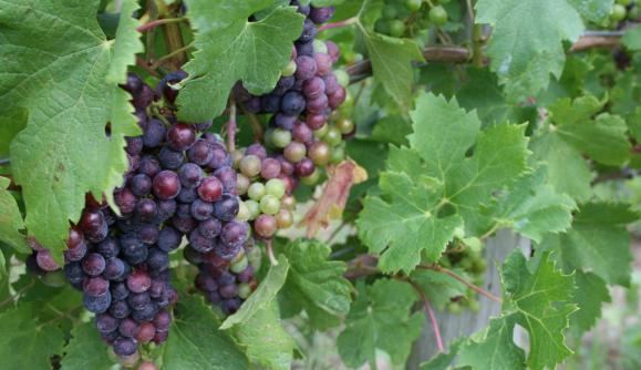 finger-lakes-icon-wine-culinary finger-lakes-icon-wine-culinary