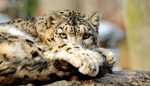 Snow leopard at Bronx Zoo; Photo by Julie Larsen Maher Snow leopard at Bronx Zoo; Photo by Julie Larsen Maher
