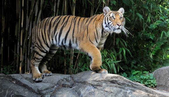 Malayan tiger at Bronx Zoo; Photo by Julie Larsen Maher Malayan tiger at Bronx Zoo; Photo by Julie Larsen Maher