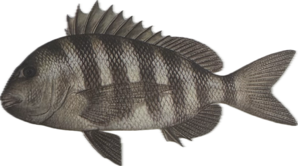 Sheepshead
