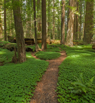 Forest Bathing