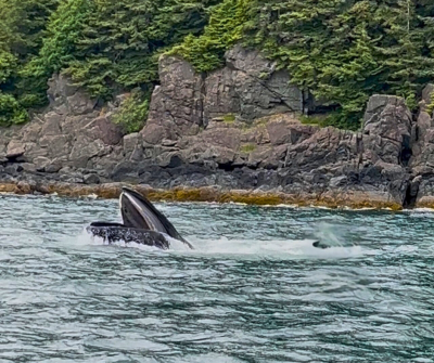 humpback