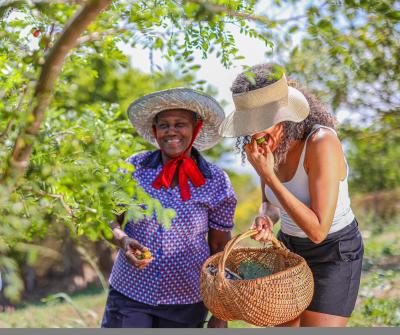 Farm to Table Experience