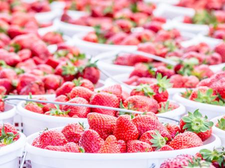 Baskets of strawberries at the Cleveland Community Strawberry Festival near Clayton, NC.