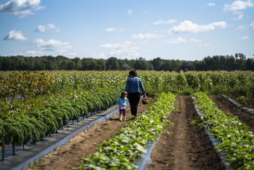 Thames River Melons kid and parent