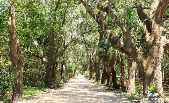 Tree-lined road on St. Helena Island