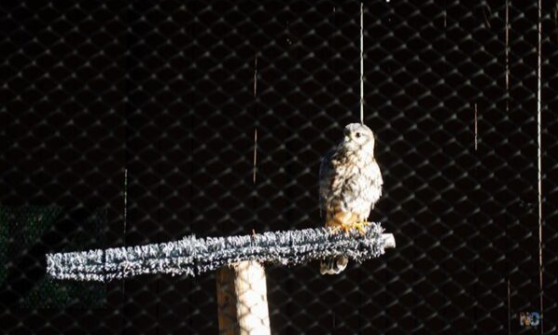 Carolina Raptor Center