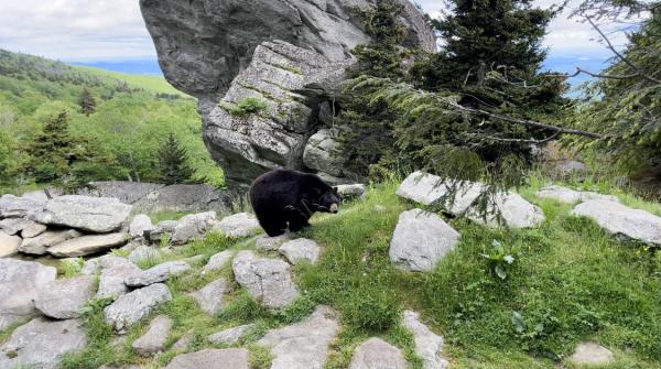 A black bear stands in a rocky clearing.