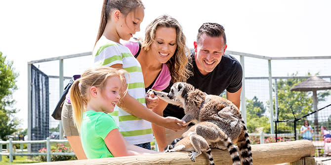 A family of 4 interact and feed a couple lemurs at Tanganyka Wildlife Park