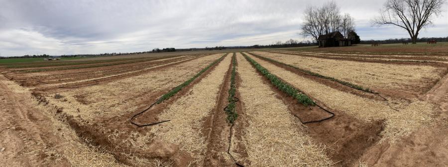 Hubert Family Tulip Farm