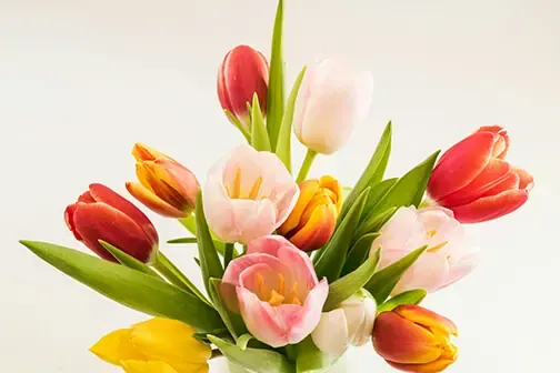 flowers