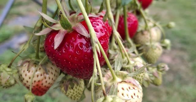 Strawberries at Dell Quay PYO