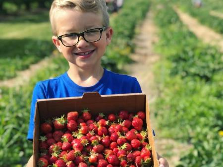 U-pick Strawberries at Beasley's Orchard