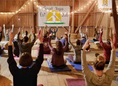 Goat Yoga MI