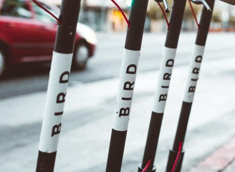 Bird Scooters