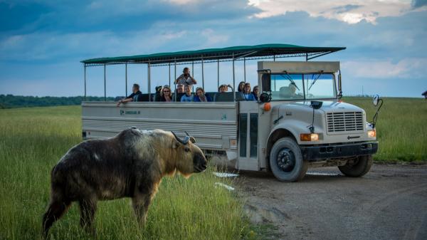 The Wilds safari tour in Ohio