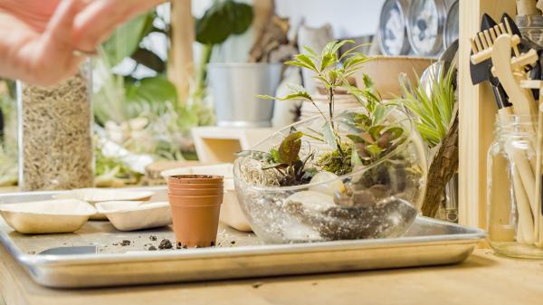 True Leaf Studio Terrarium